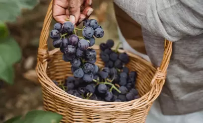 Vindima, a arte da colheita das uvas para a produção dos vinhos brasileiros de altitude